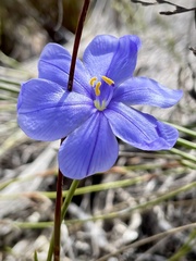 Aristea dichotoma