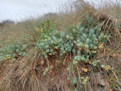 Euphorbia glauca