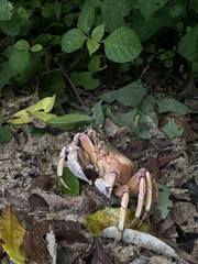 Ocypode ryderi