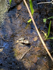 Lithobates