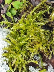 Brachythecium rutabulum