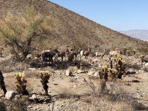 iNaturalist observation photo of Desert Bighorn Sheep