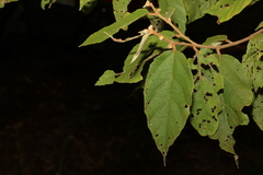 Seringia arborescens