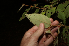 Seringia arborescens