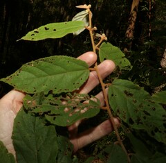 Seringia arborescens