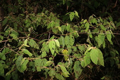 Seringia arborescens