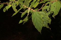 Seringia arborescens