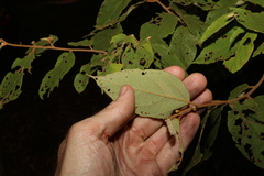 Seringia arborescens