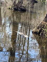 Alligator mississippiensis