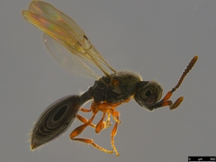 Diapriinae