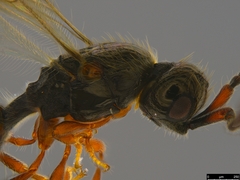 Diapriinae