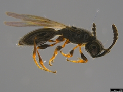 Diapriinae