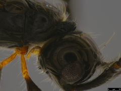 Diapriinae