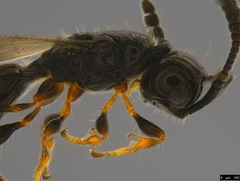 Diapriinae