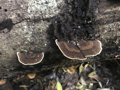 Funalia