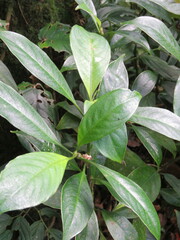 Palicourea axillaris