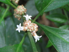 Palicourea axillaris