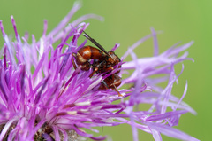 Sicus ferrugineus