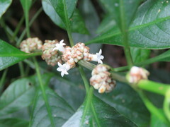 Palicourea axillaris