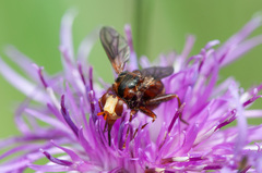 Sicus ferrugineus