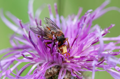 Sicus ferrugineus