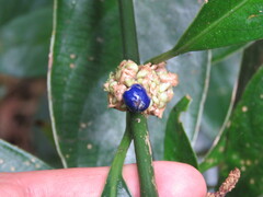 Palicourea axillaris