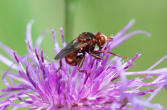 Sicus ferrugineus