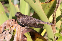 Cacomantis variolosus variolosus