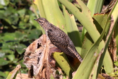 Cacomantis variolosus variolosus