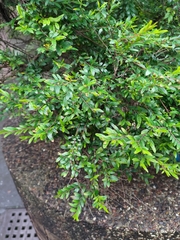 Phyllanthus myrtifolius