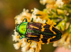 Castiarina macquillani