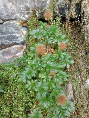 Acaena pallida