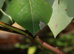 Catopyrops florinda