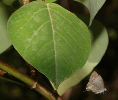 Catopyrops florinda