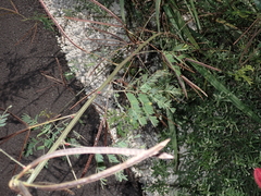 Desmanthus pernambucanus