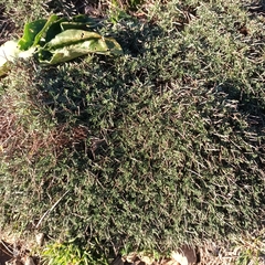 Astragalus balearicus