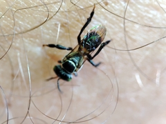 Lepidotrigona terminata