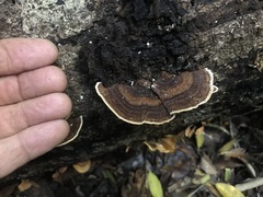 Funalia