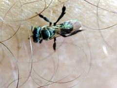 Lepidotrigona terminata