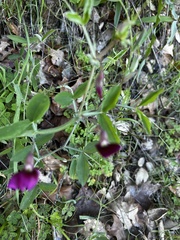 Lathyrus
