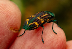 Castiarina macquillani