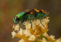 Castiarina macquillani