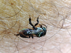 Lepidotrigona terminata