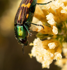 Castiarina macquillani