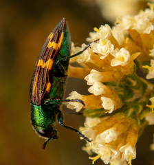 Castiarina macquillani