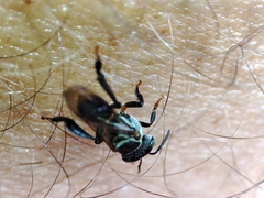 Lepidotrigona terminata