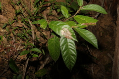 Ficus coronata