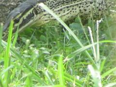 Varanus panoptes