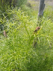 Ferula