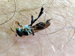 Lepidotrigona terminata